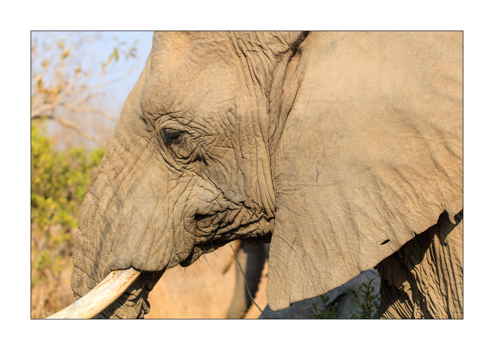 Elefant #5ds01868