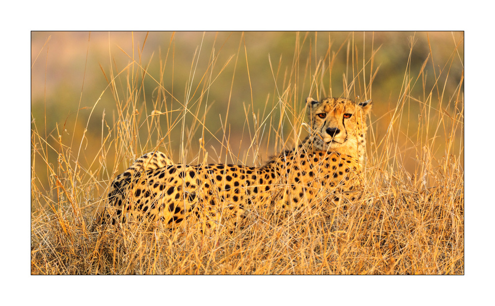 Gepard #5ds00757