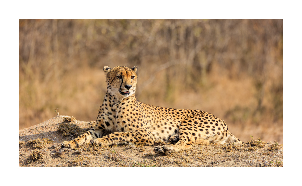 Gepard #5ds00899