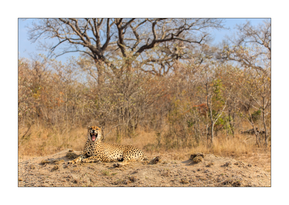 Gepard #5ds00909