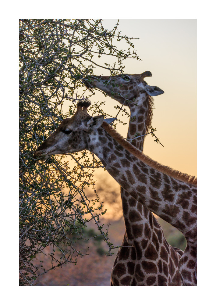 Giraffe #5ds01470