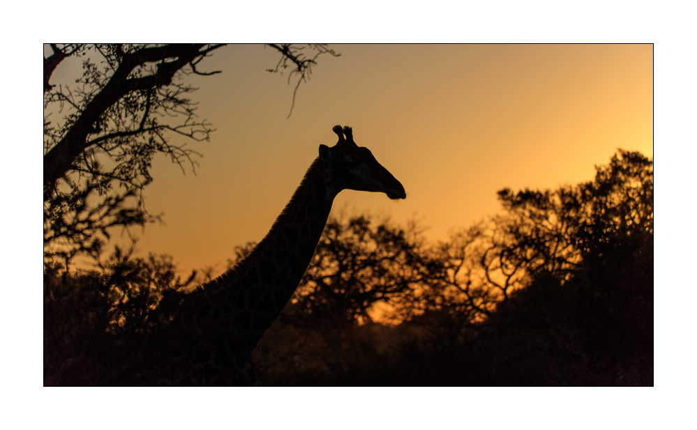 Giraffe #5ds01476