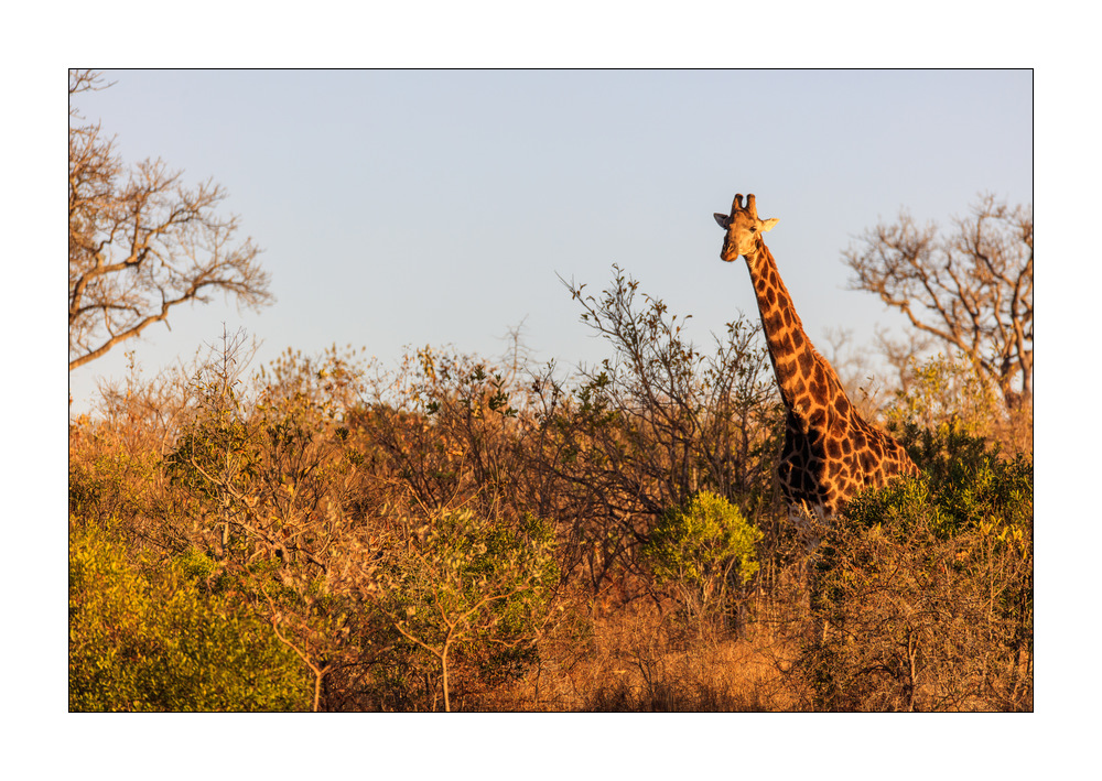 Giraffe #5ds01500