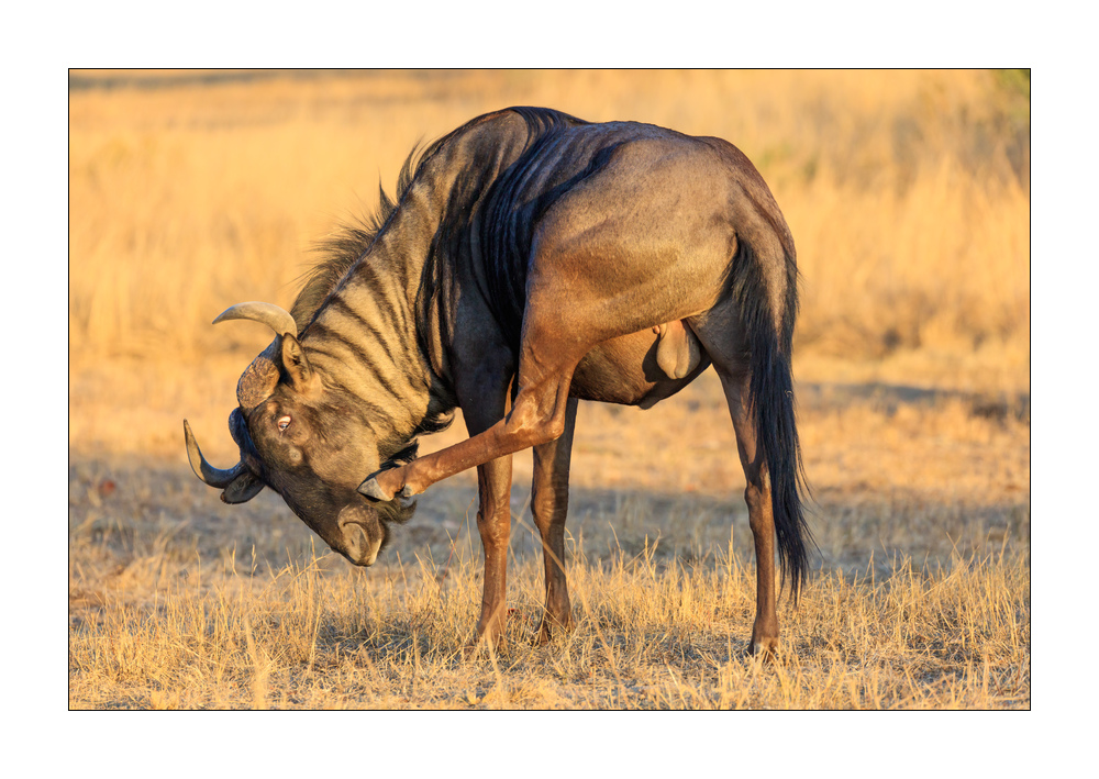 Gnu #5ds01799