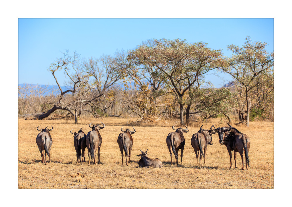 Gnus #5ds01134