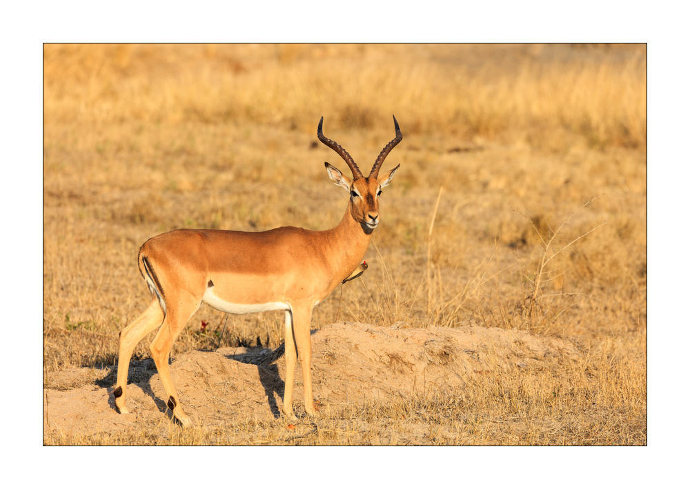Impala #5ds00396