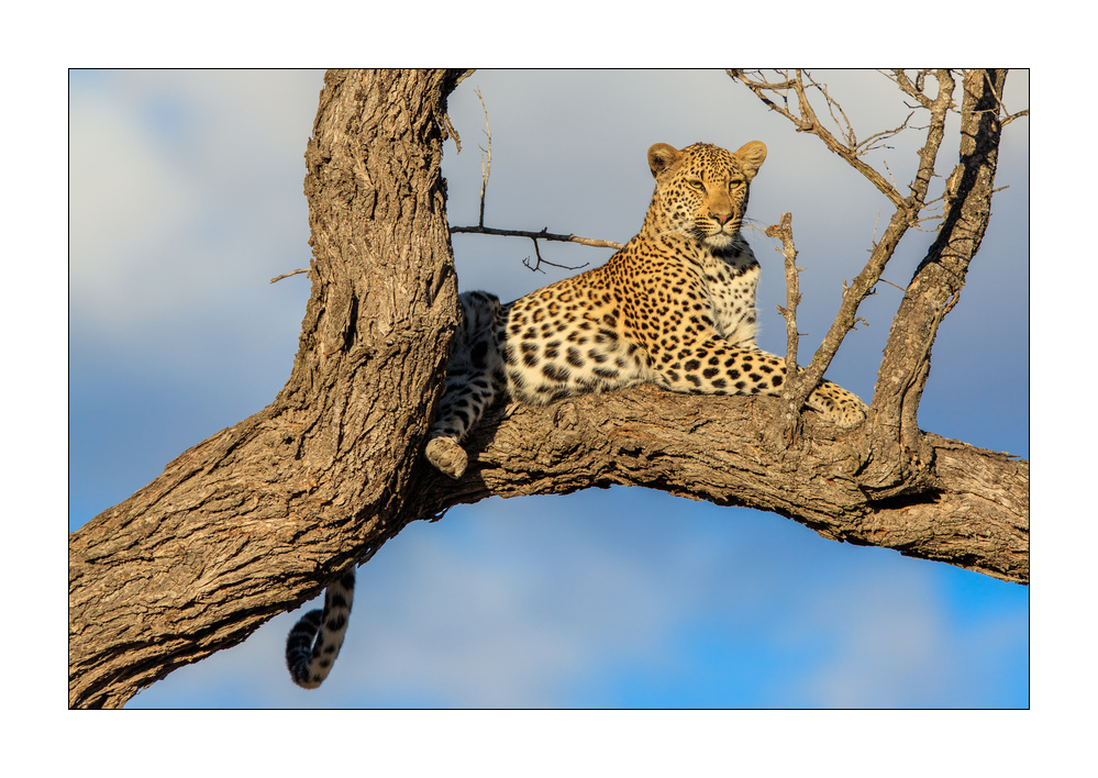 Leopard #5ds01438b