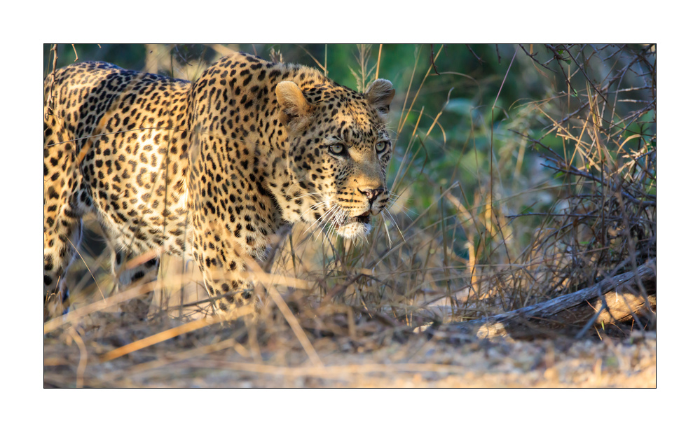 Leopard #5ds01771