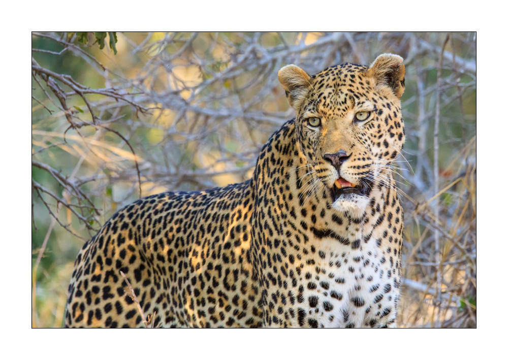 Leopard #5ds01774