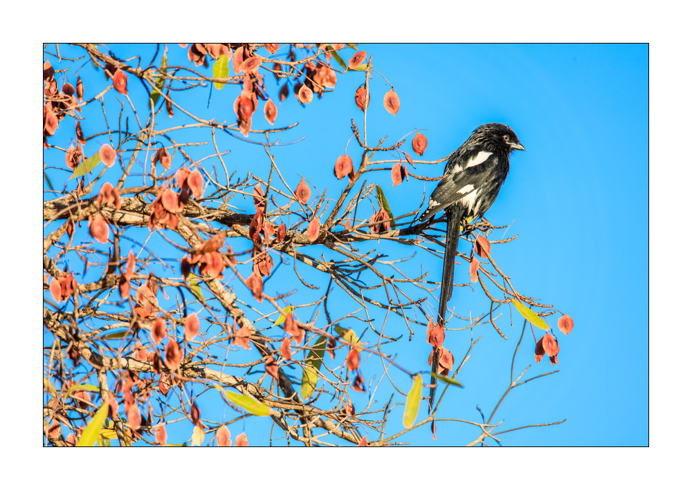 Vogel #5ds01511