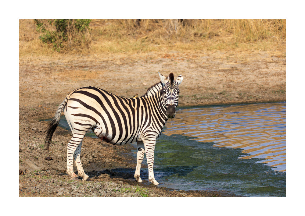 Zebra #5ds00604