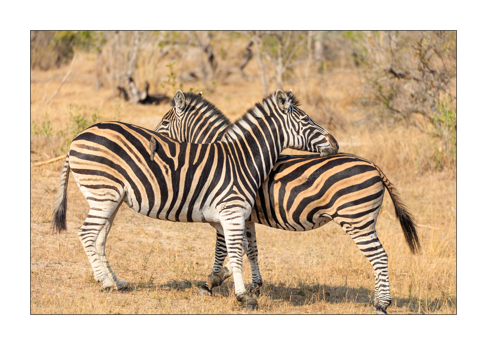 Zebras #5ds00619