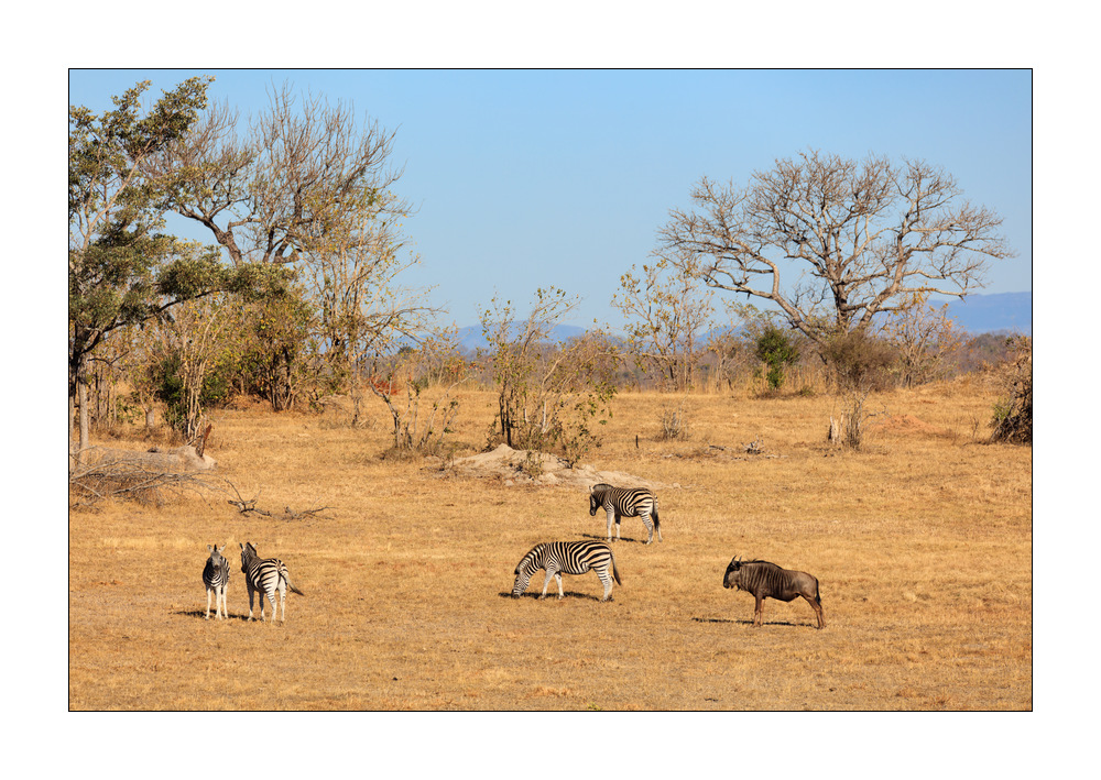 Zebras #5ds01102