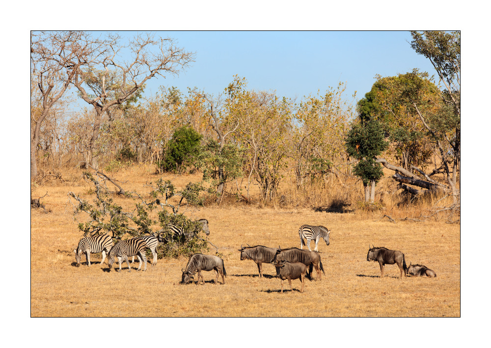 Zebras #5ds01109
