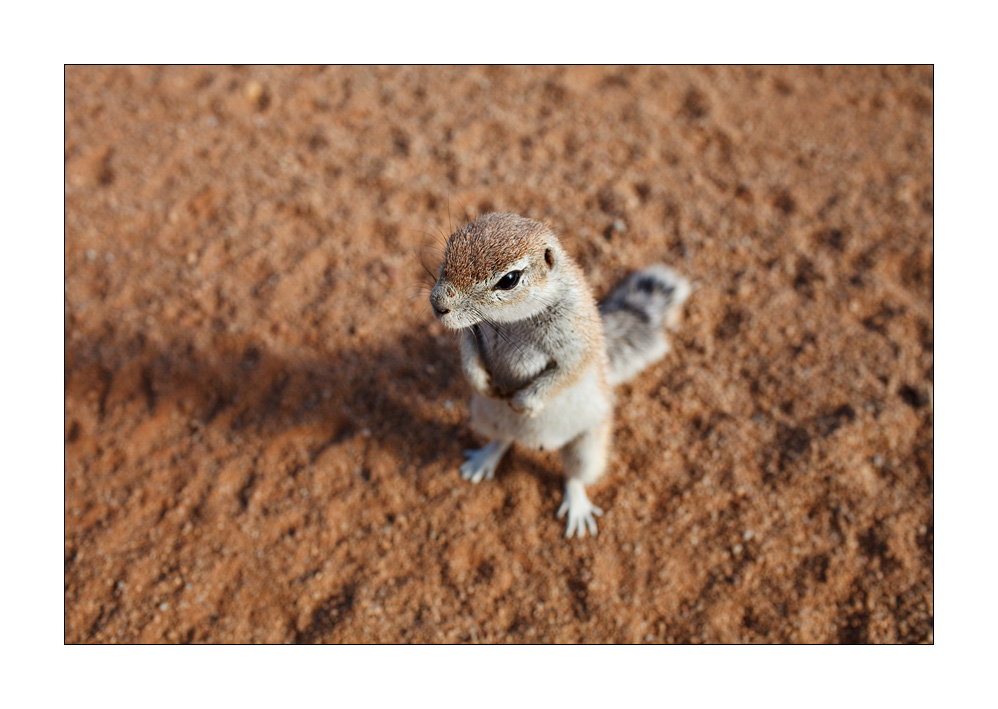 Erdhörnchen #28757