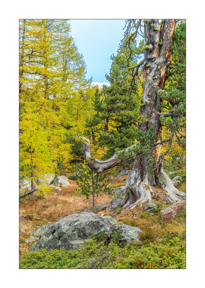 Herbst in Zermatt #5D301589