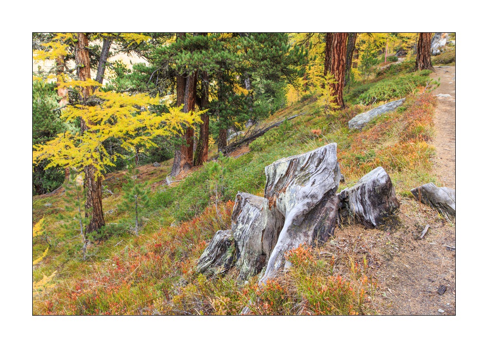 Herbst in Zermatt #5D301599