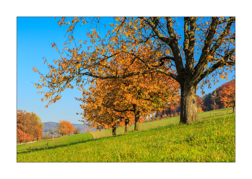 Kirschbaeume #5D309800
