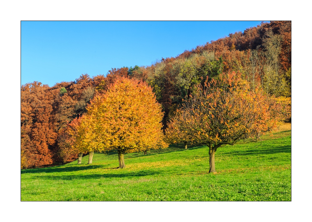 Kirschbaeume #5D309822