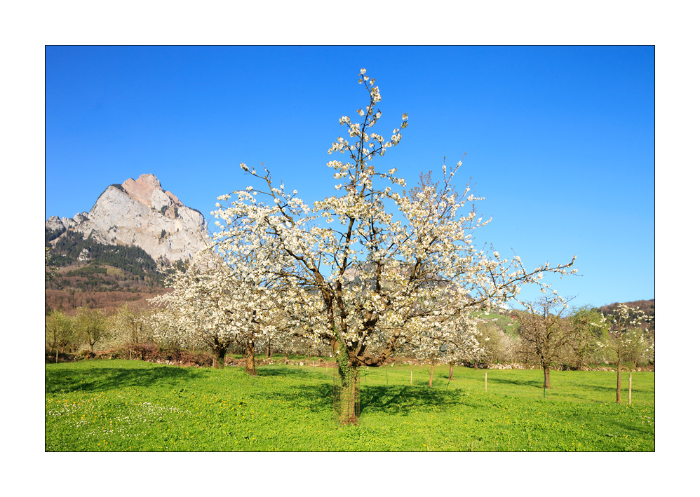 Frühling am Mythen #31632