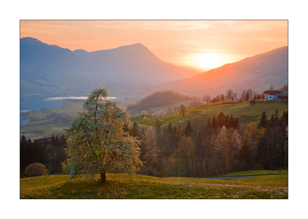 Abendstimmung ob Schwyz #29062