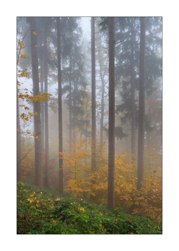 Herbstwald #35692