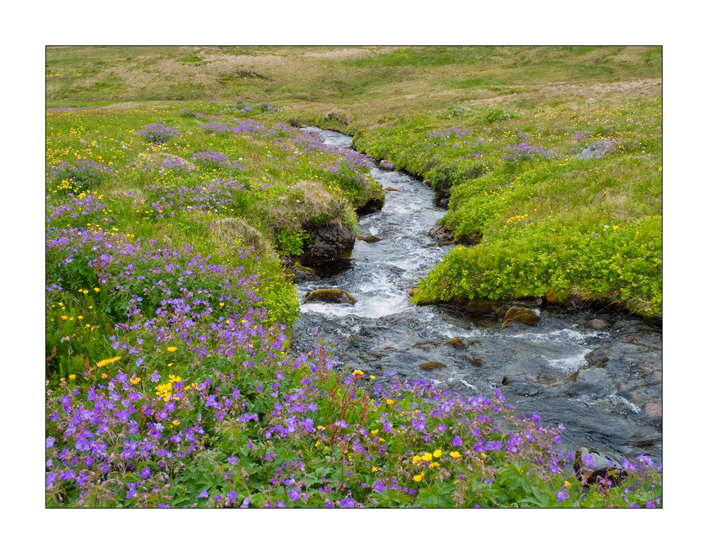 Hornstrandir #L00055