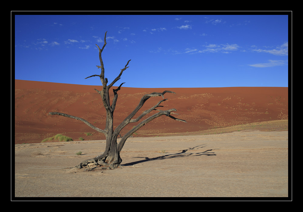 Dead Vlei #6163