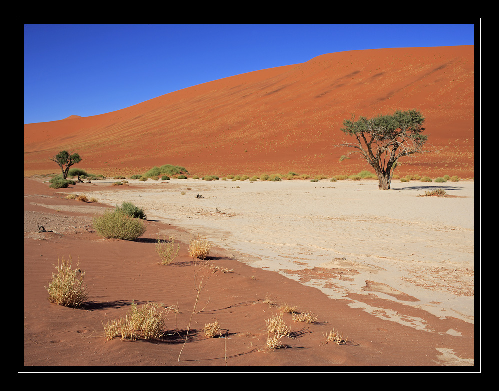 Dead Vlei #6183