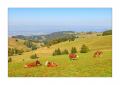 Herbst im Schwarzwald #5ds02737 Herbst im Schwarzwald #5ds02737