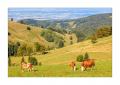 Herbst im Schwarzwald #5ds02741 Herbst im Schwarzwald #5ds02741