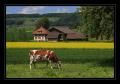 Kuh Raps Mauensee #3195