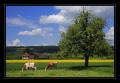 Kuh Raps Mauensee #3204