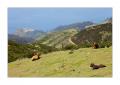 Madeira #20621