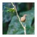 Vogel #36612