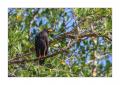 Vogel #37571
