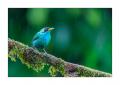 Kappennaschvogel #36877