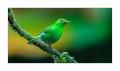 Kappennaschvogel #36953 Kappennaschvogel #36953