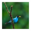 Kappennaschvogel #37056