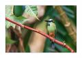 Motmot #37385