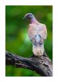 Taube #37124 Taube #37124