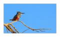 Eisvogel #5ds01668