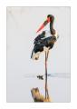 Storch #5ds00506