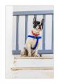 Hund in Mykonos #5Ds04594