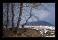 Rothenthurm Baum #5648
