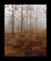 Rothenthurm Moor #16861