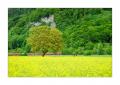 Rapsfeld mit Zug und Reiter #S33934