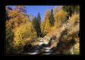 Lavintal #16747 Lavintal #16747