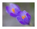 Krokus #21197 Krokus #21197
