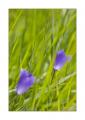 Glockenblume #22976